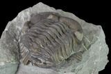 Bargain Eldredgeops Trilobite Fossils - Silica Shale #137267-1